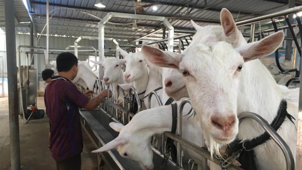 盛康配资 羊奶价格2个月大涨超4成，但主要原因不是销量增长在拉动